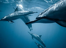 官方:麦克托米奈世界波当选意甲2月最佳进球